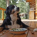 Old mother Hubbard